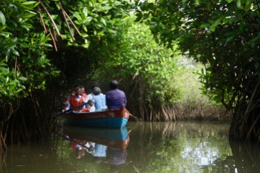 Boat ride in the Mangrove forest